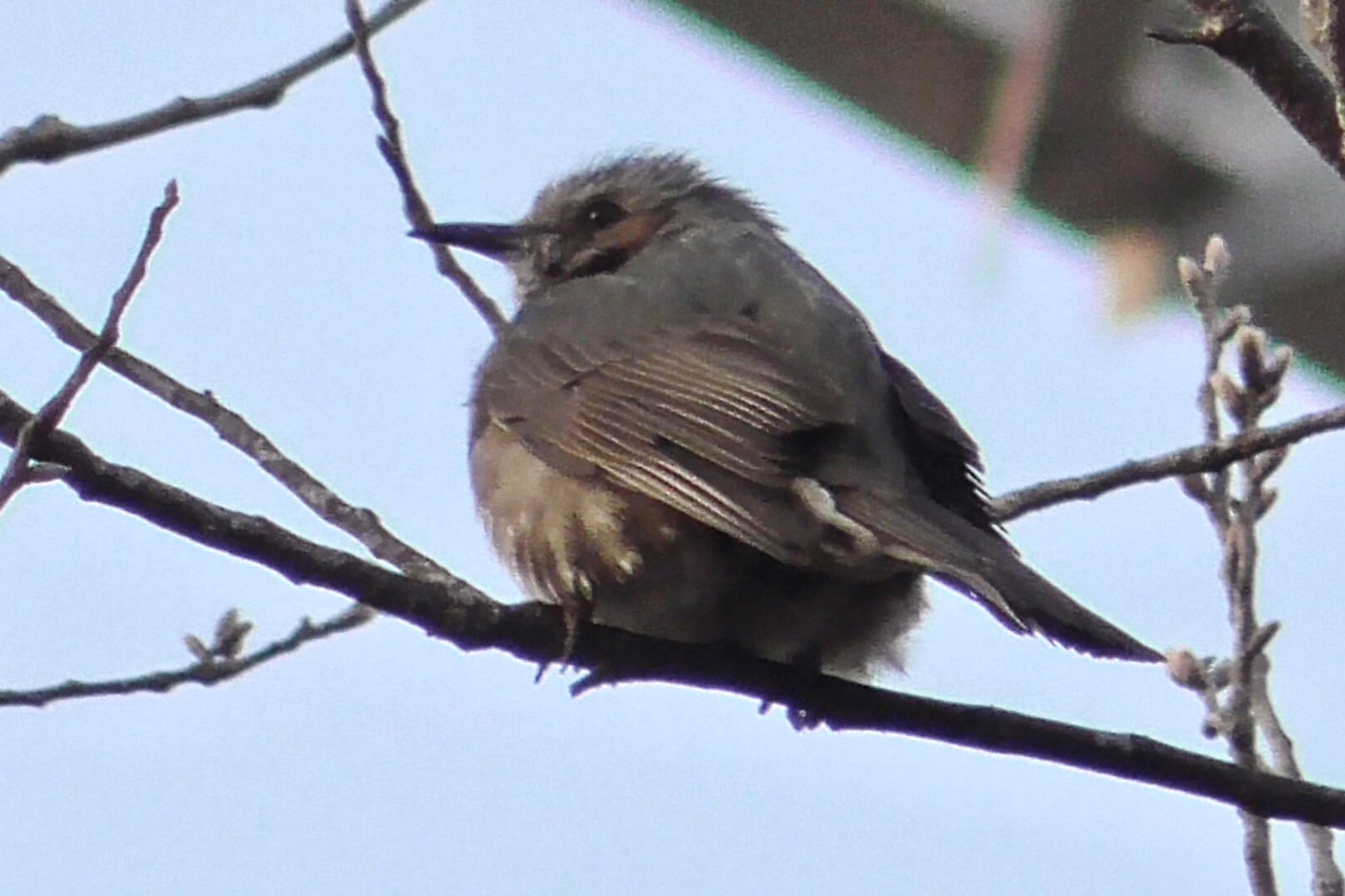 Brown-eared Bulbul