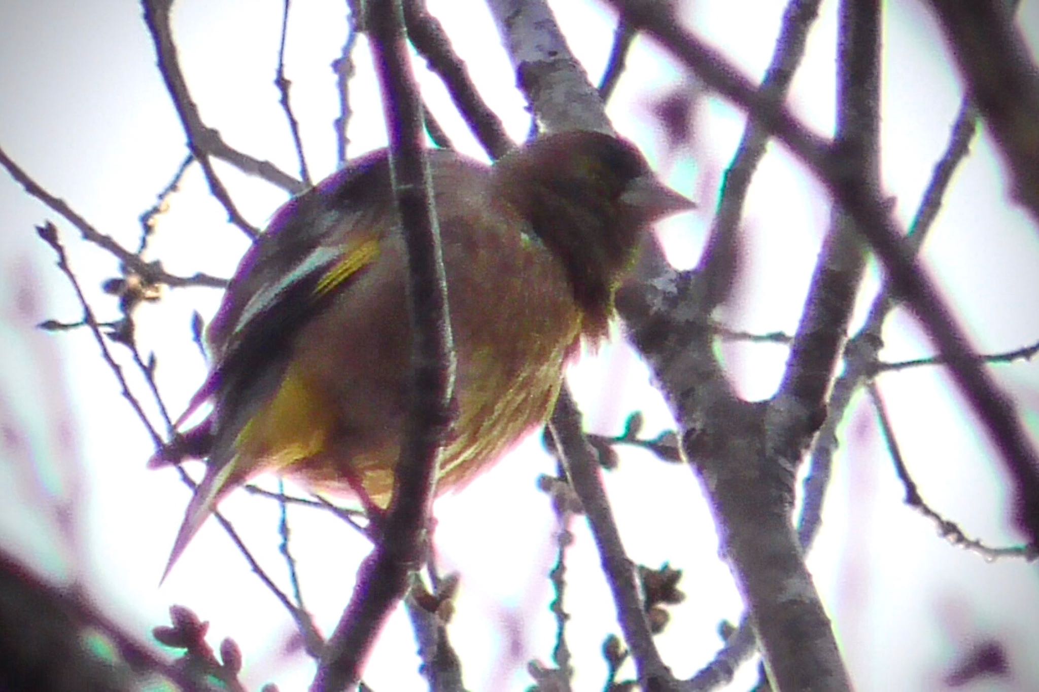 Grey-capped Greenfinch