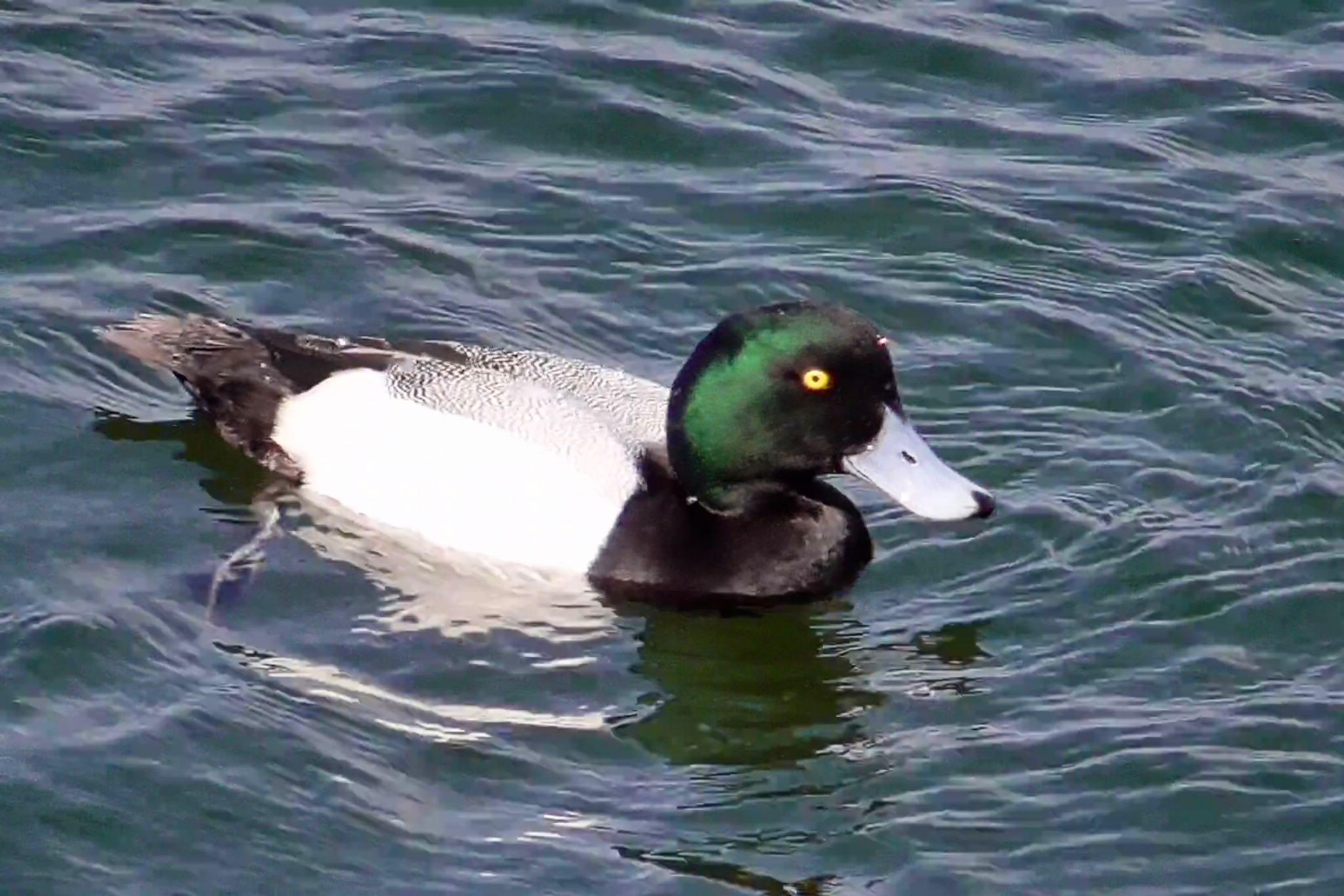 山下公園 スズガモの写真