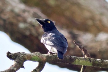 Black-and-white Shrike-flycatcher