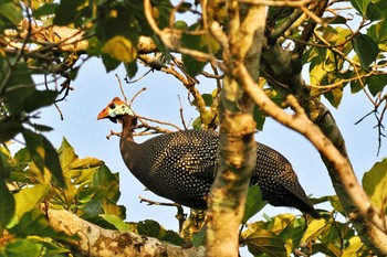 Helmeted Guineafowl ウガンダ Wed, 3/13/2024