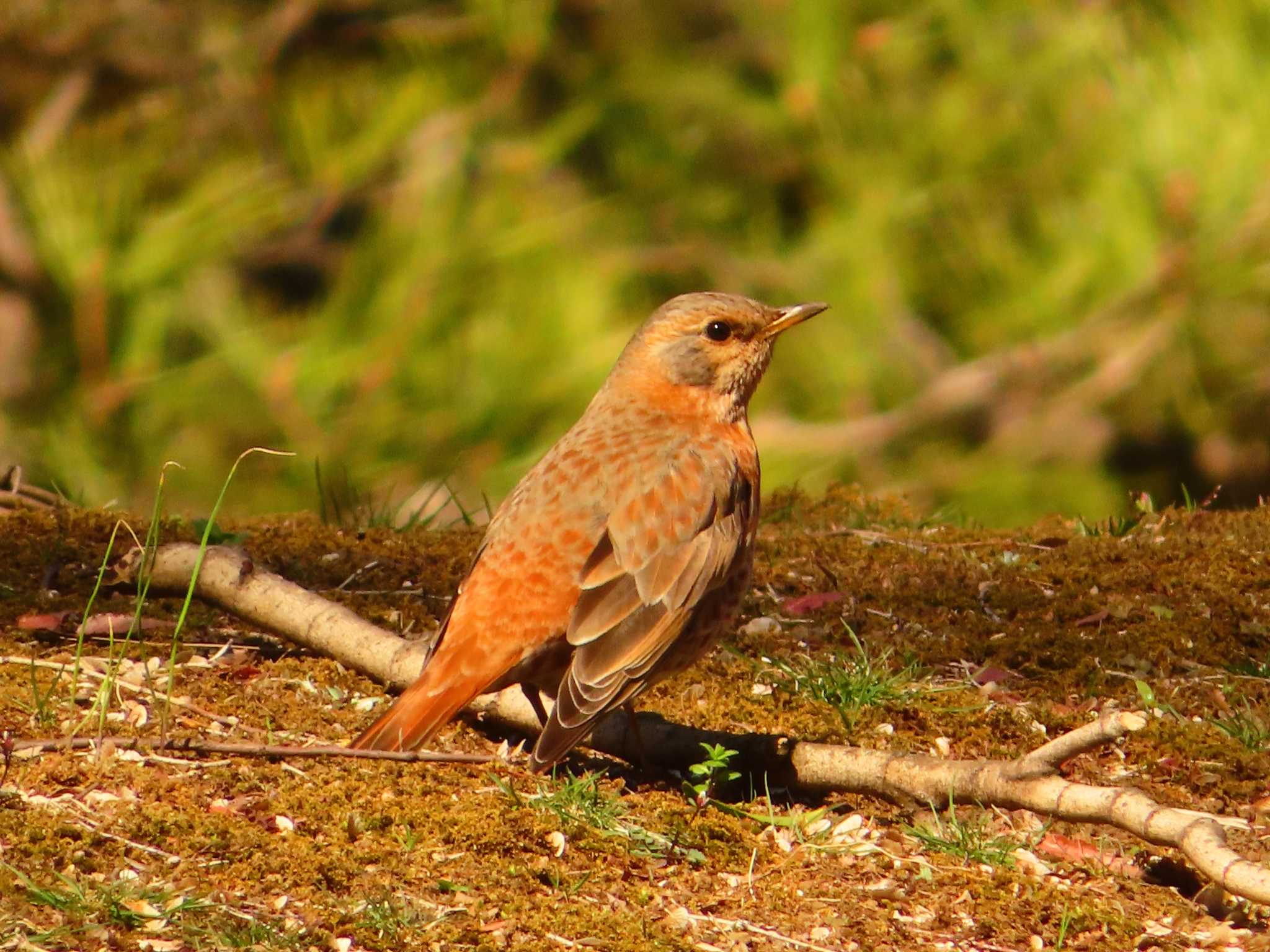 Photo of Naumann's Thrush at Rikugien Garden by ゆ