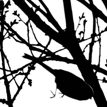 2024年3月17日(日) 貝塚憩の森(千葉市)の野鳥観察記録