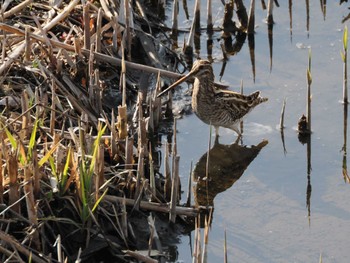 Sun, 3/17/2024 Birding report at 境川遊水地公園