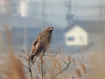 2024年3月17日(日) 妙岐ノ鼻の野鳥観察記録