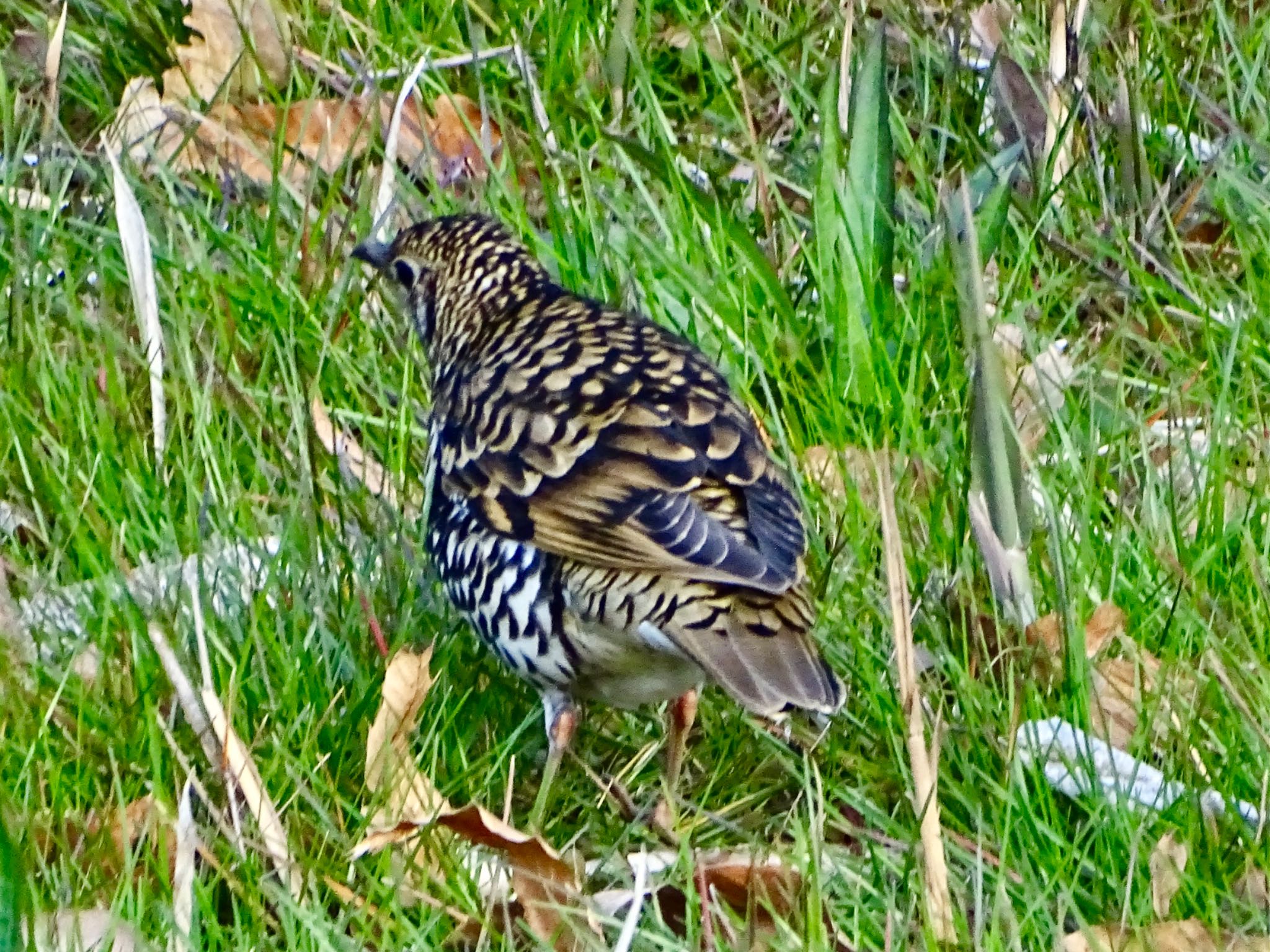 舞岡公園 トラツグミの写真