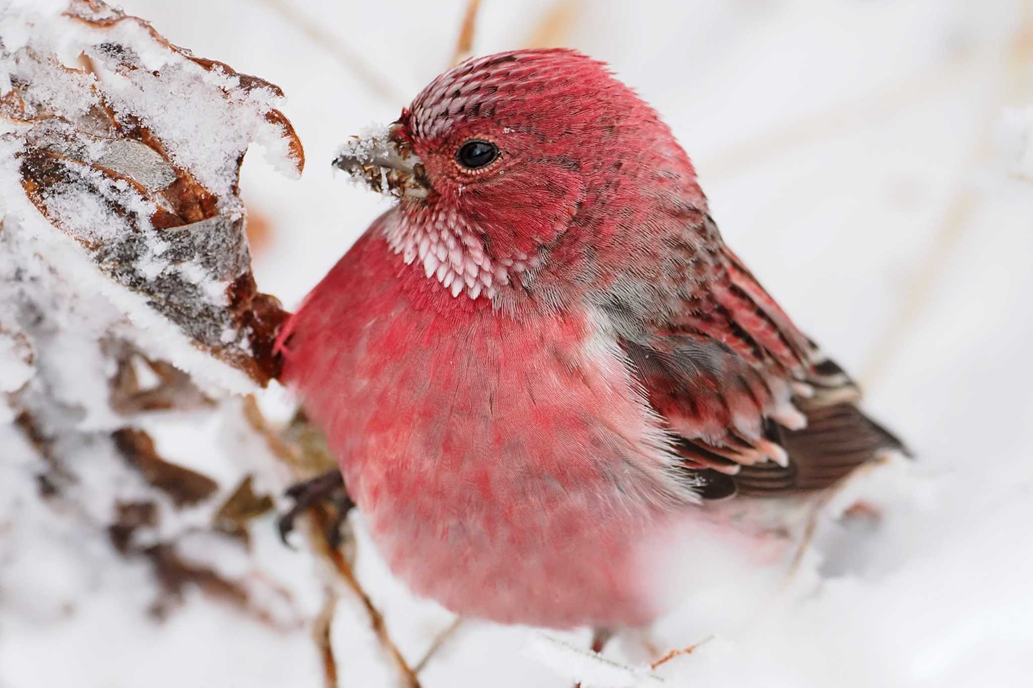 Pallas's Rosefinch