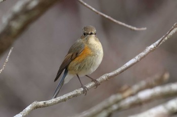 Red-flanked Bluetail Arima Fuji Park Sat, 3/9/2024