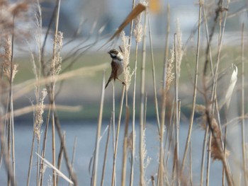 Sun, 3/17/2024 Birding report at 利根川コジュリン公園