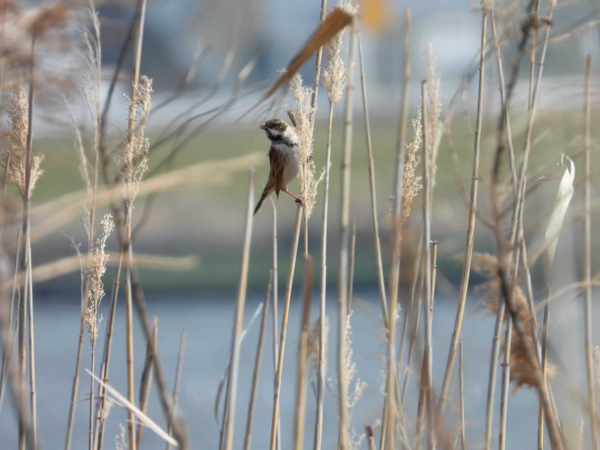 Common Reed Bunting