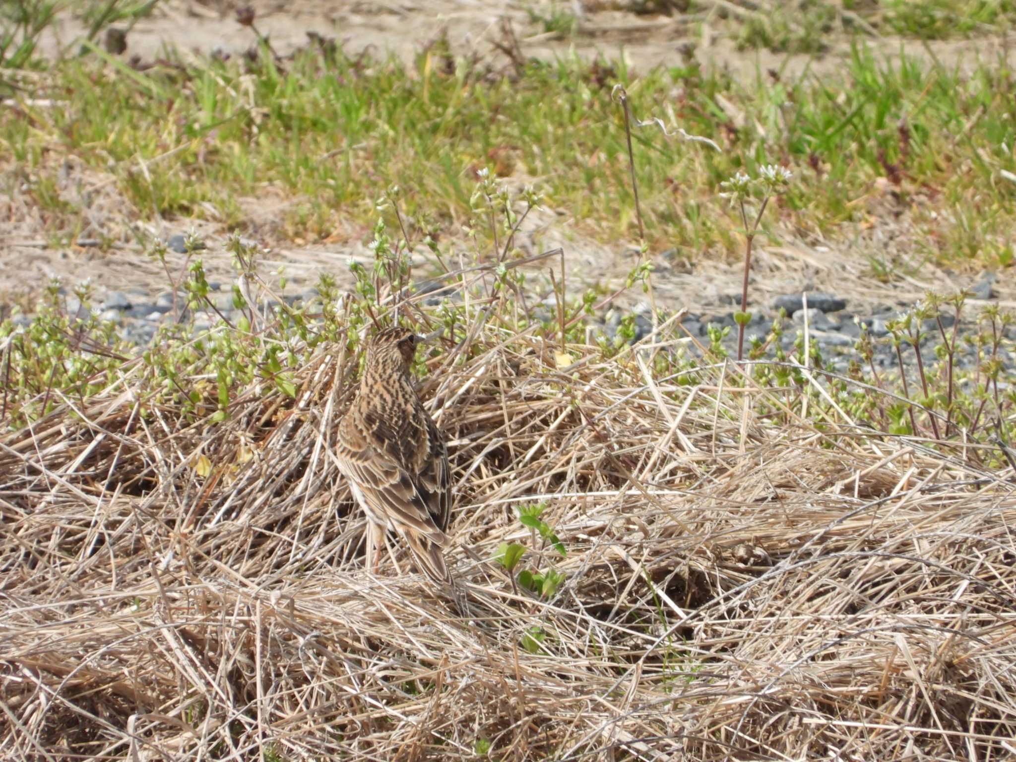 Eurasian Skylark