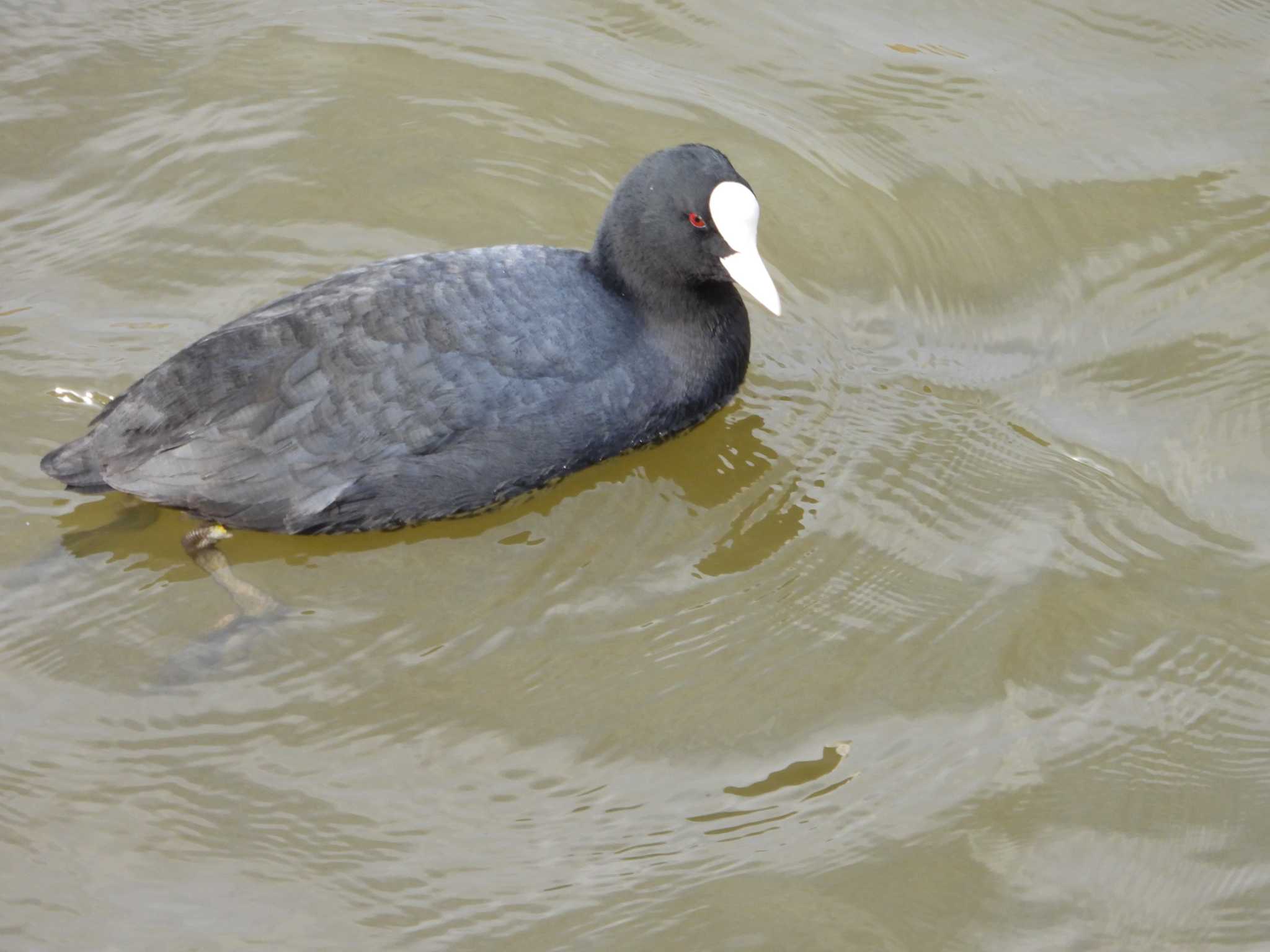 利根川コジュリン公園 オオバンの写真 by ヨシテル