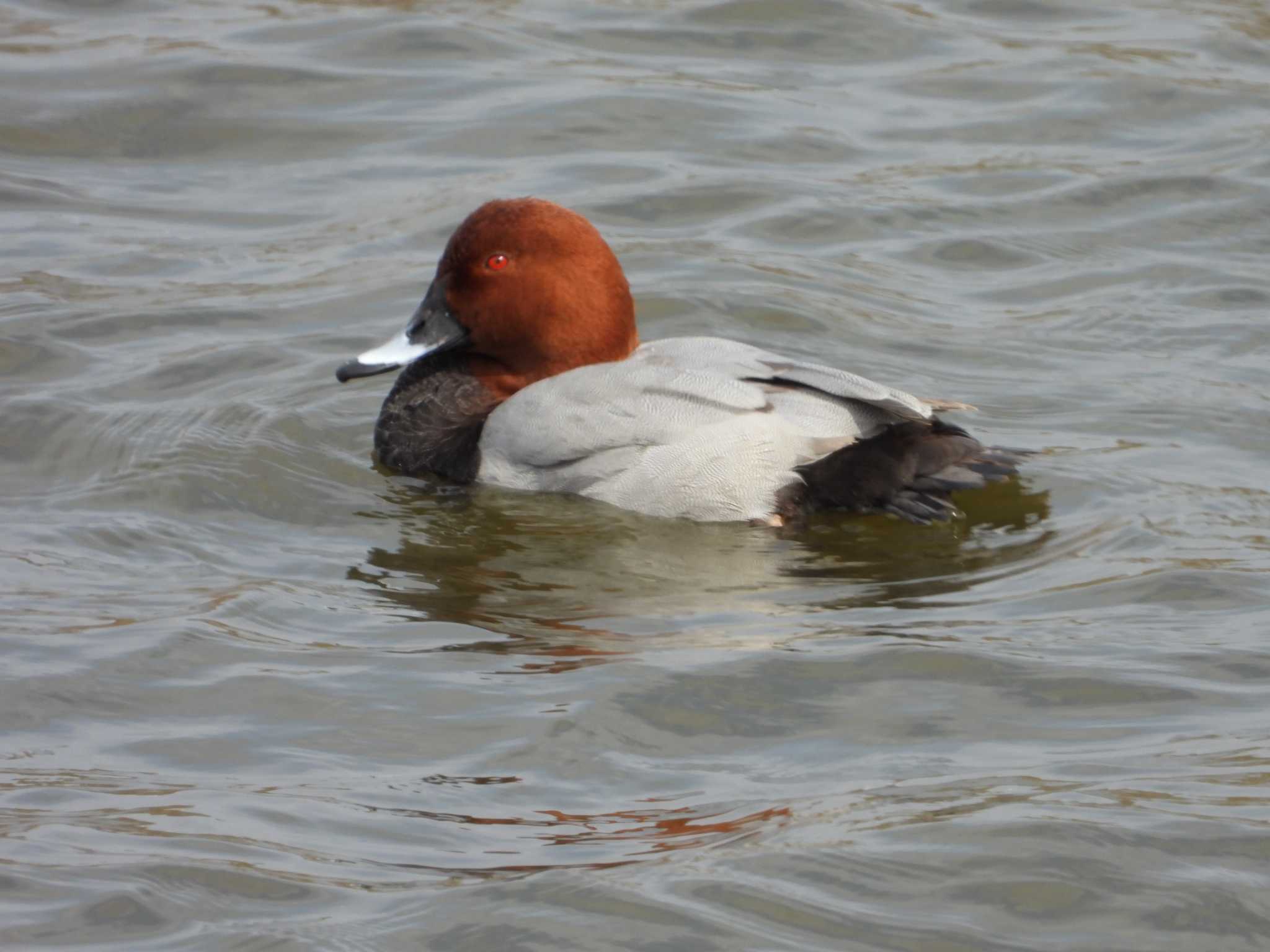 Common Pochard