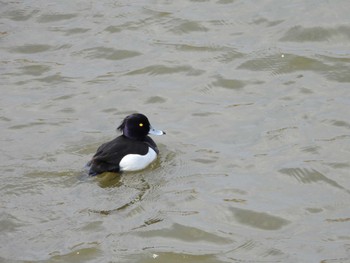 キンクロハジロ 利根川コジュリン公園 2024年3月17日(日)