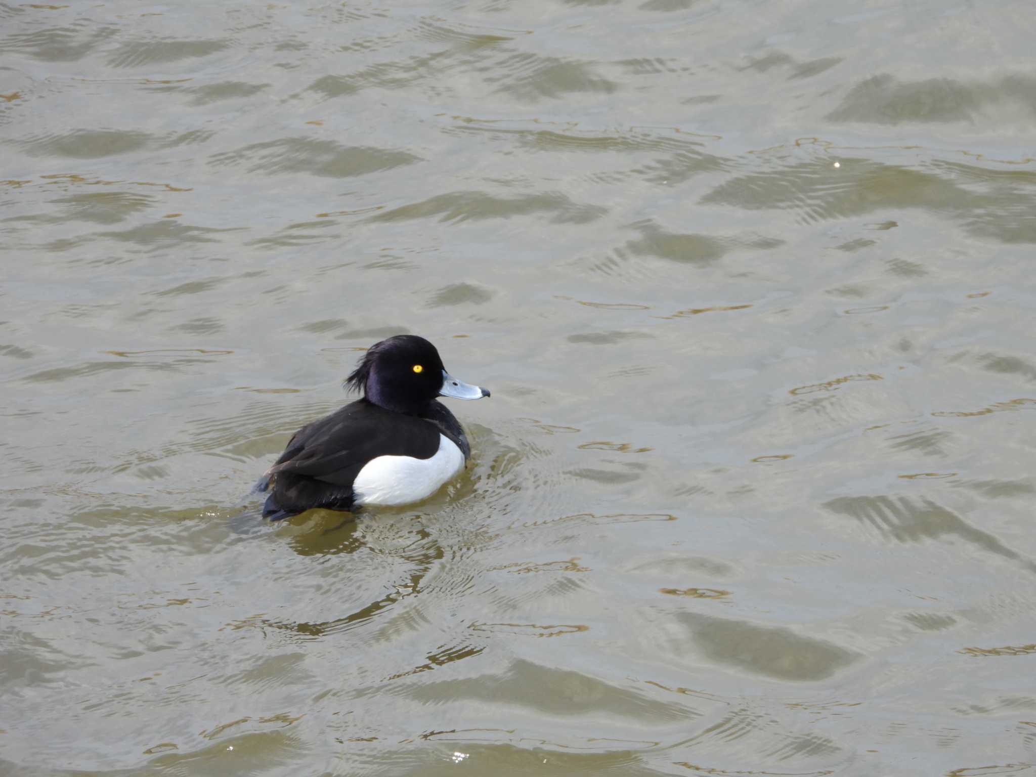 Tufted Duck