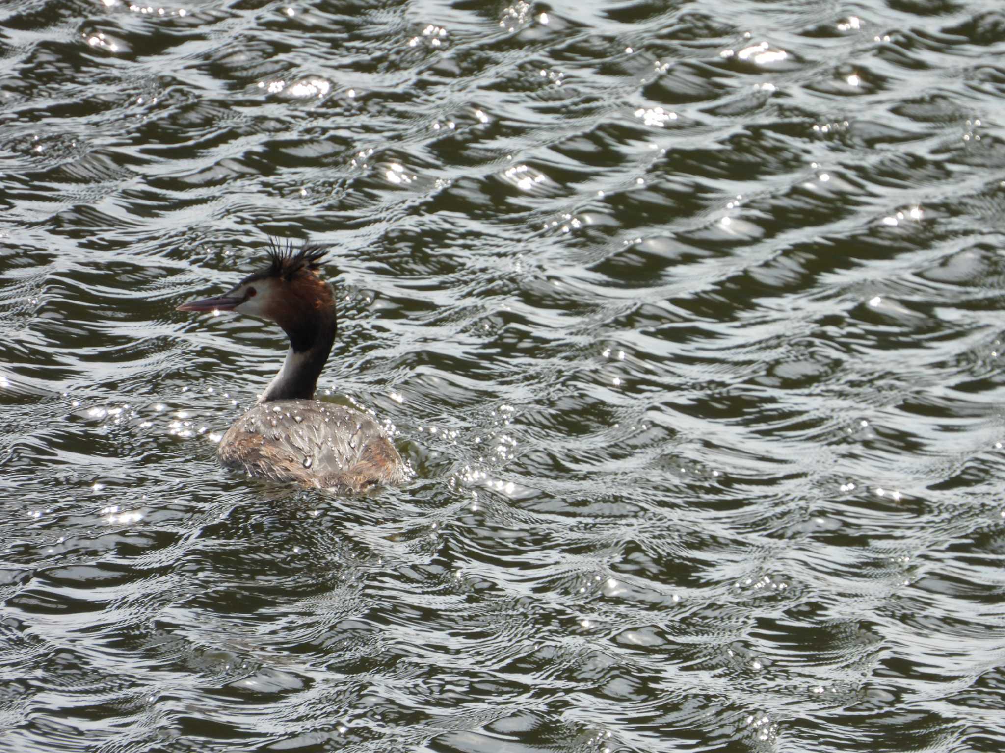 Great Crested Grebe