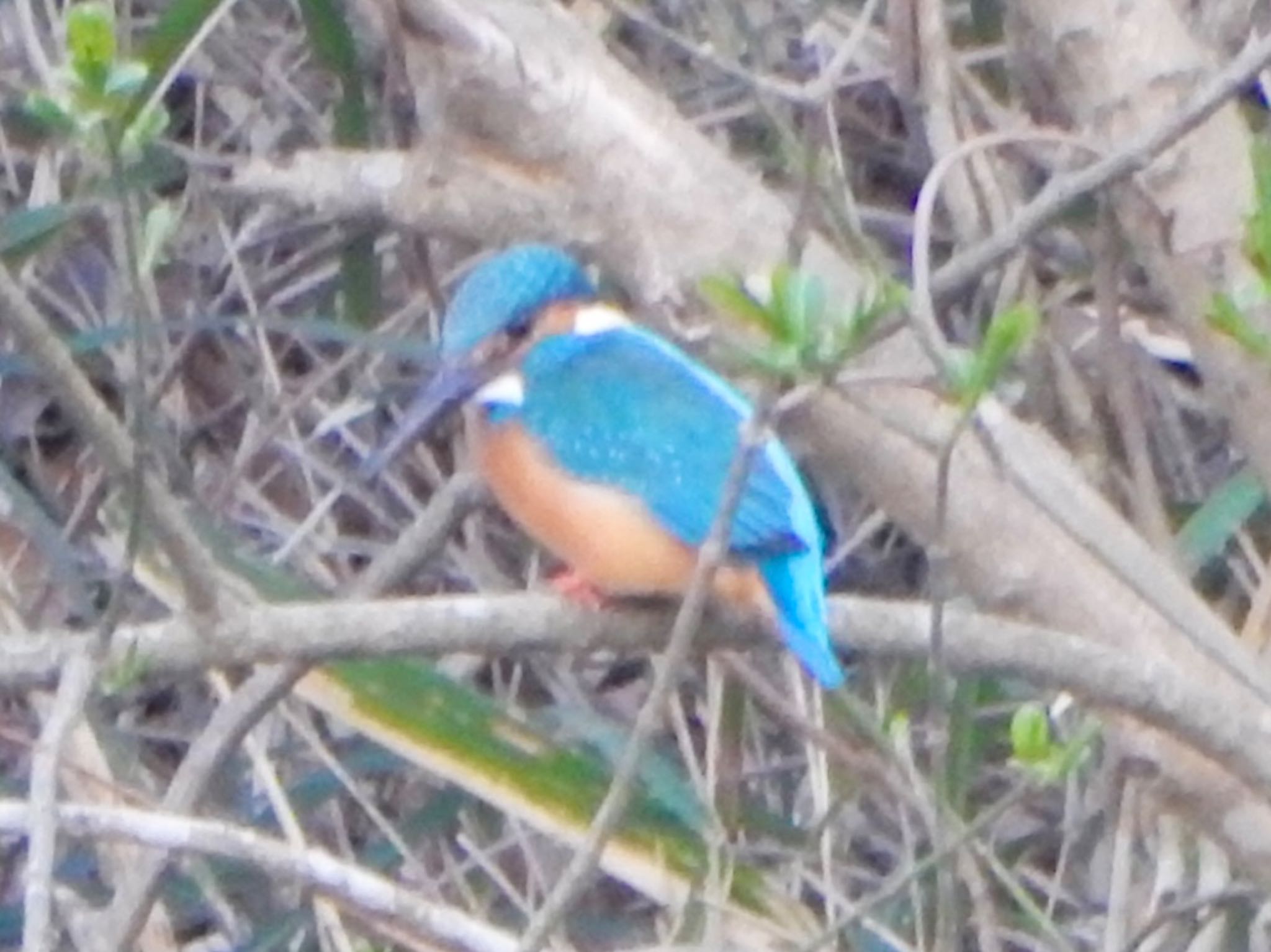 Photo of Common Kingfisher at Maioka Park by HIKARI  ξ(｡◕ˇ◊ˇ◕｡)ξ