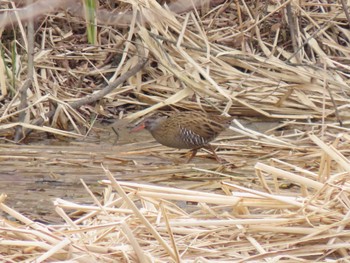 Brown-cheeked Rail 宮城県 Tue, 3/12/2024