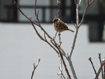 Eurasian Tree Sparrow Choshi Fishing Port Sun, 3/17/2024