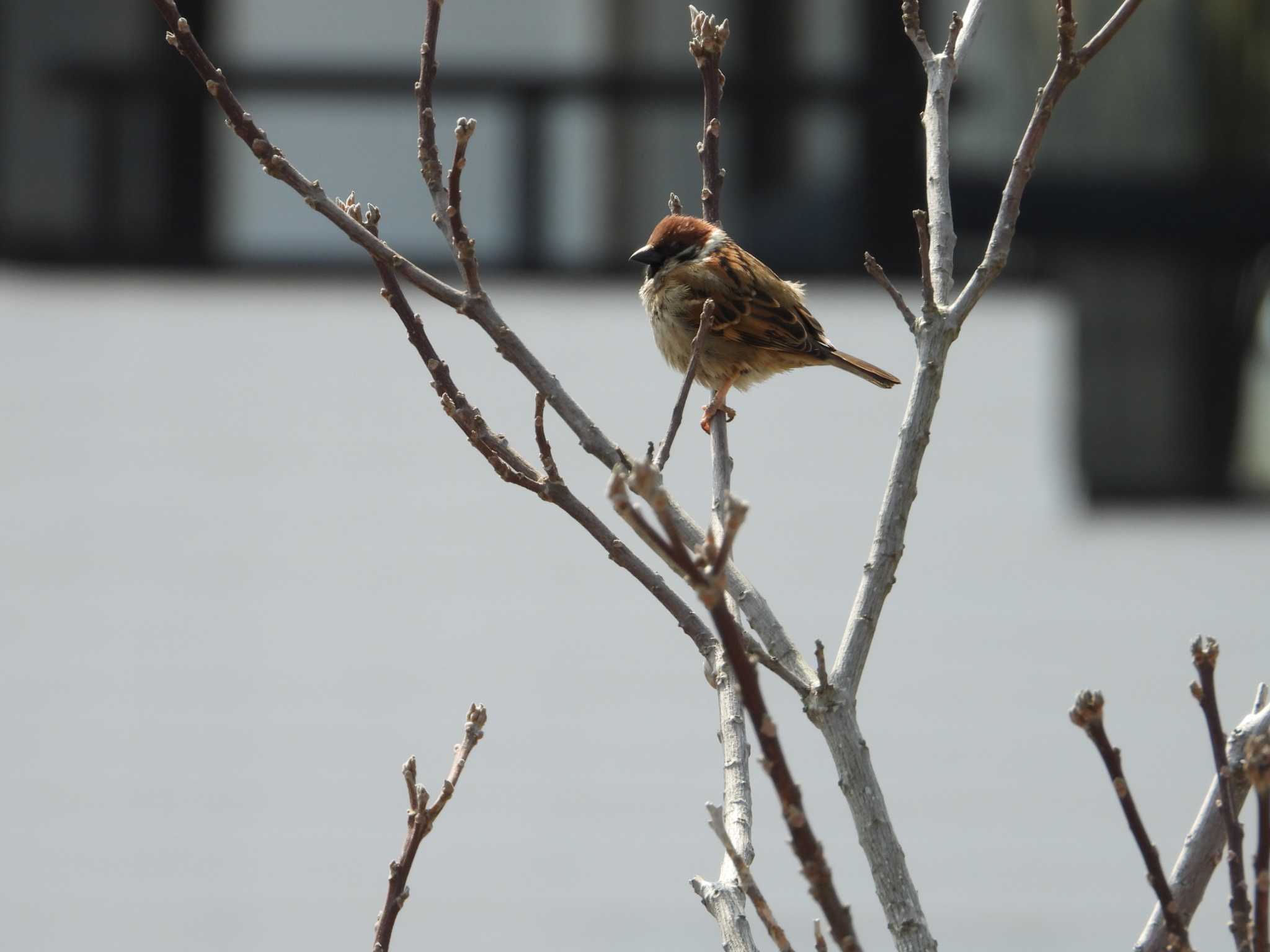 Eurasian Tree Sparrow