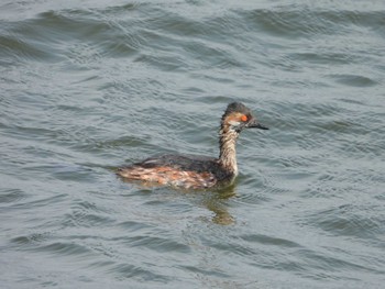 Black-necked Grebe Choshi Fishing Port Sun, 3/17/2024