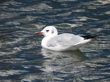 Black-headed Gull Choshi Fishing Port Sun, 3/17/2024