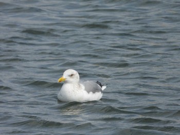 Vega Gull Choshi Fishing Port Sun, 3/17/2024