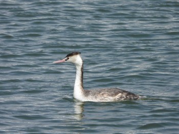 Great Crested Grebe Choshi Fishing Port Sun, 3/17/2024