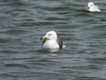 Black-tailed Gull Choshi Fishing Port Sun, 3/17/2024