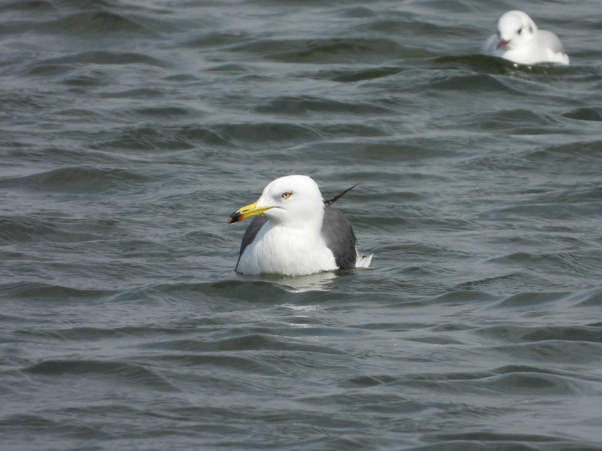 Black-tailed Gull