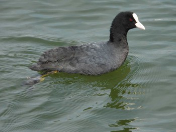 Eurasian Coot Choshi Fishing Port Sun, 3/17/2024