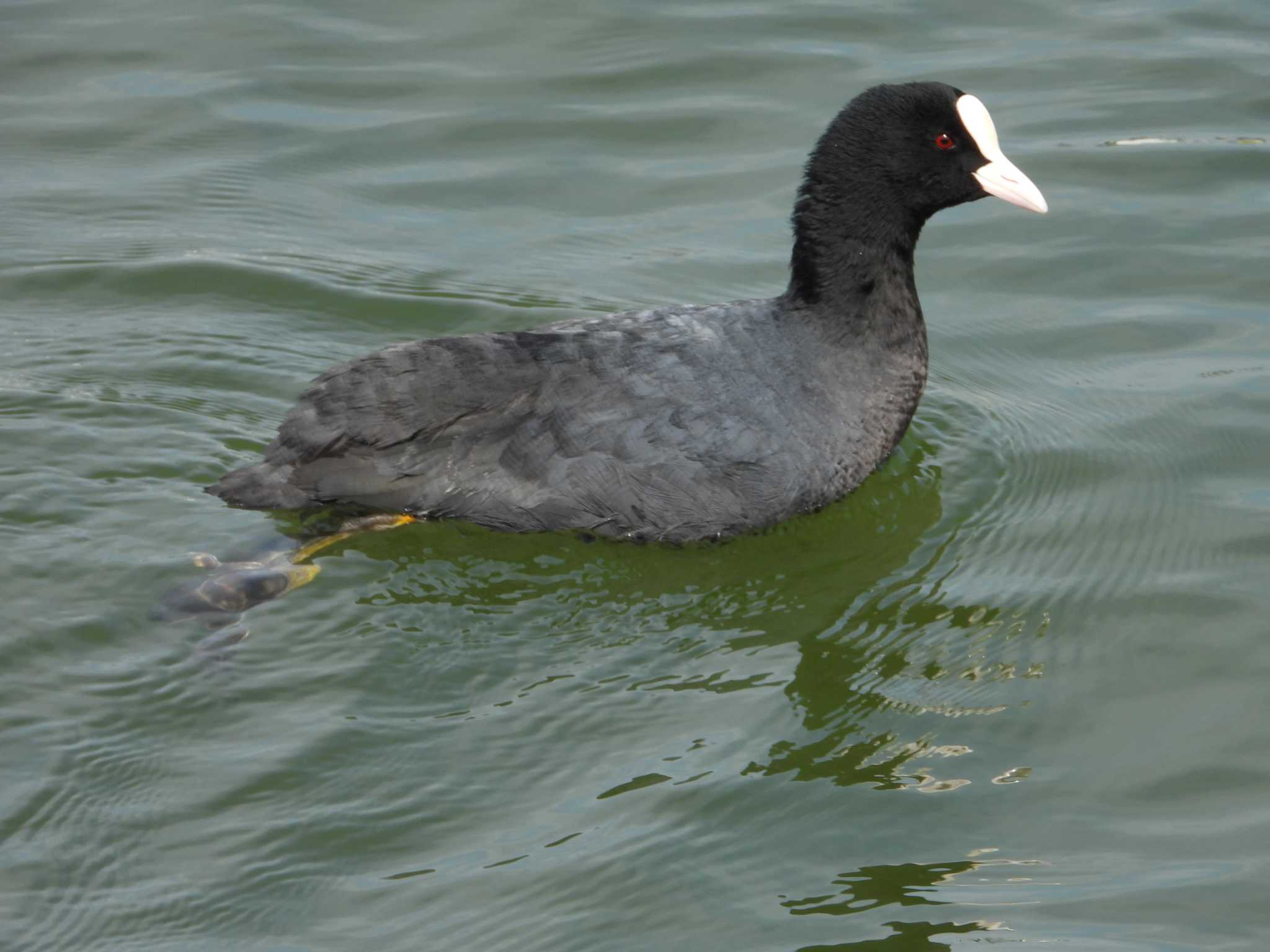 銚子漁港 オオバンの写真