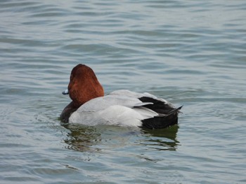 Common Pochard Choshi Fishing Port Sun, 3/17/2024