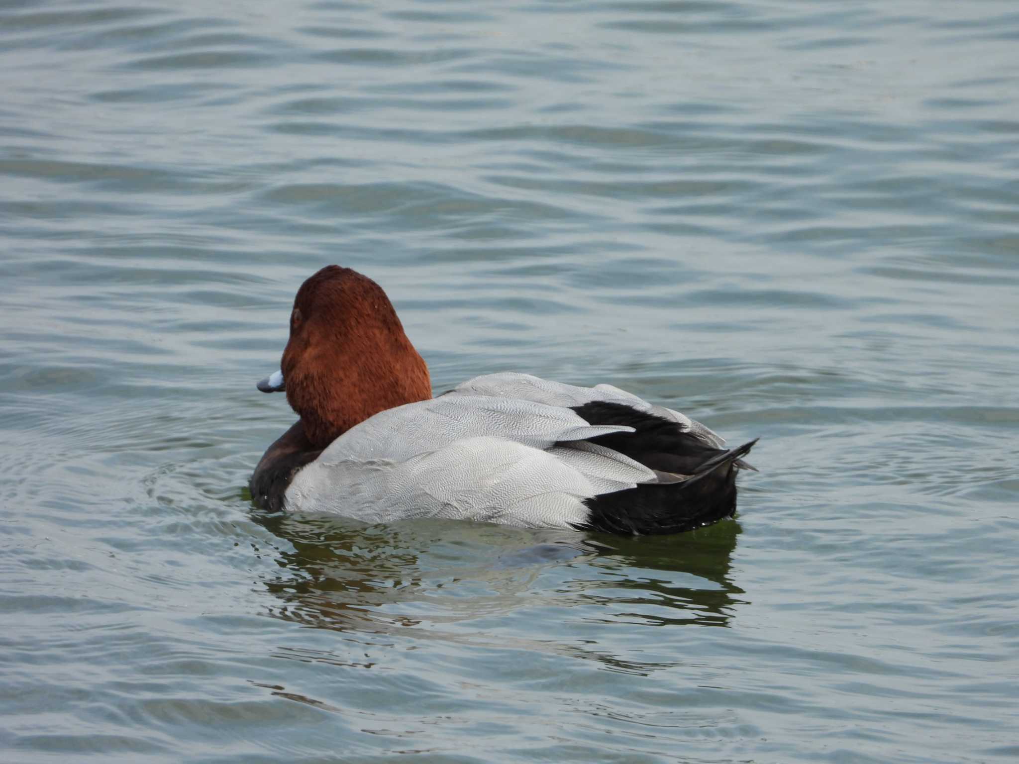 Common Pochard