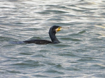 Great Cormorant Choshi Fishing Port Sun, 3/17/2024