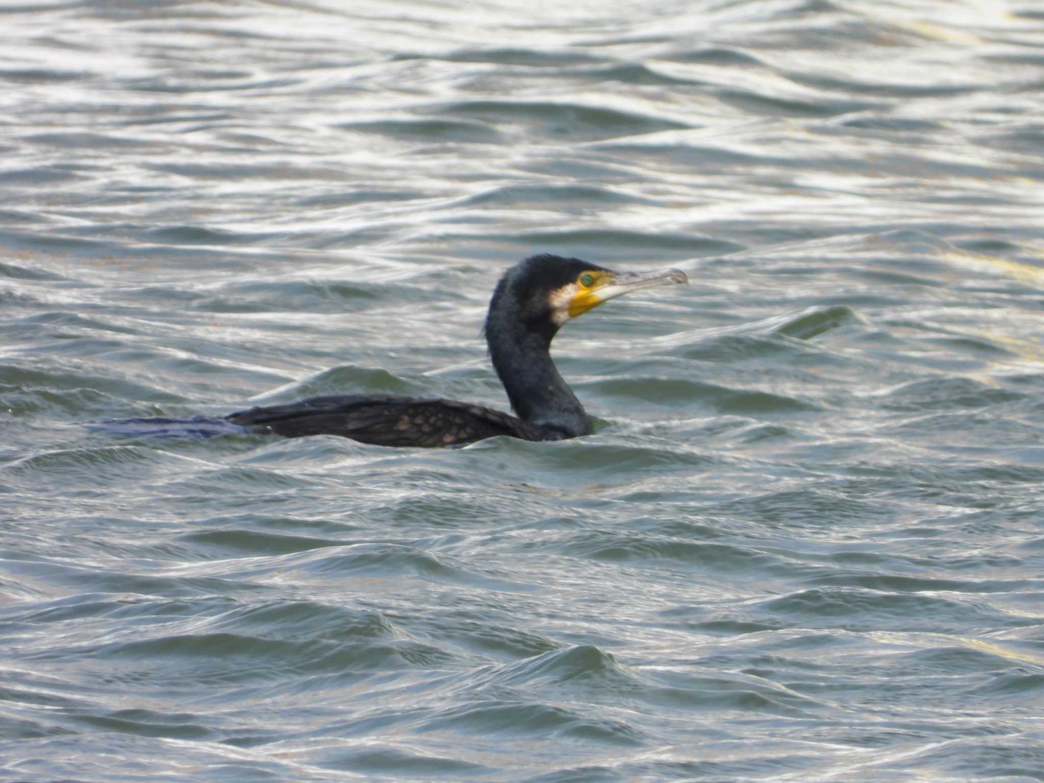 銚子漁港 カワウの写真