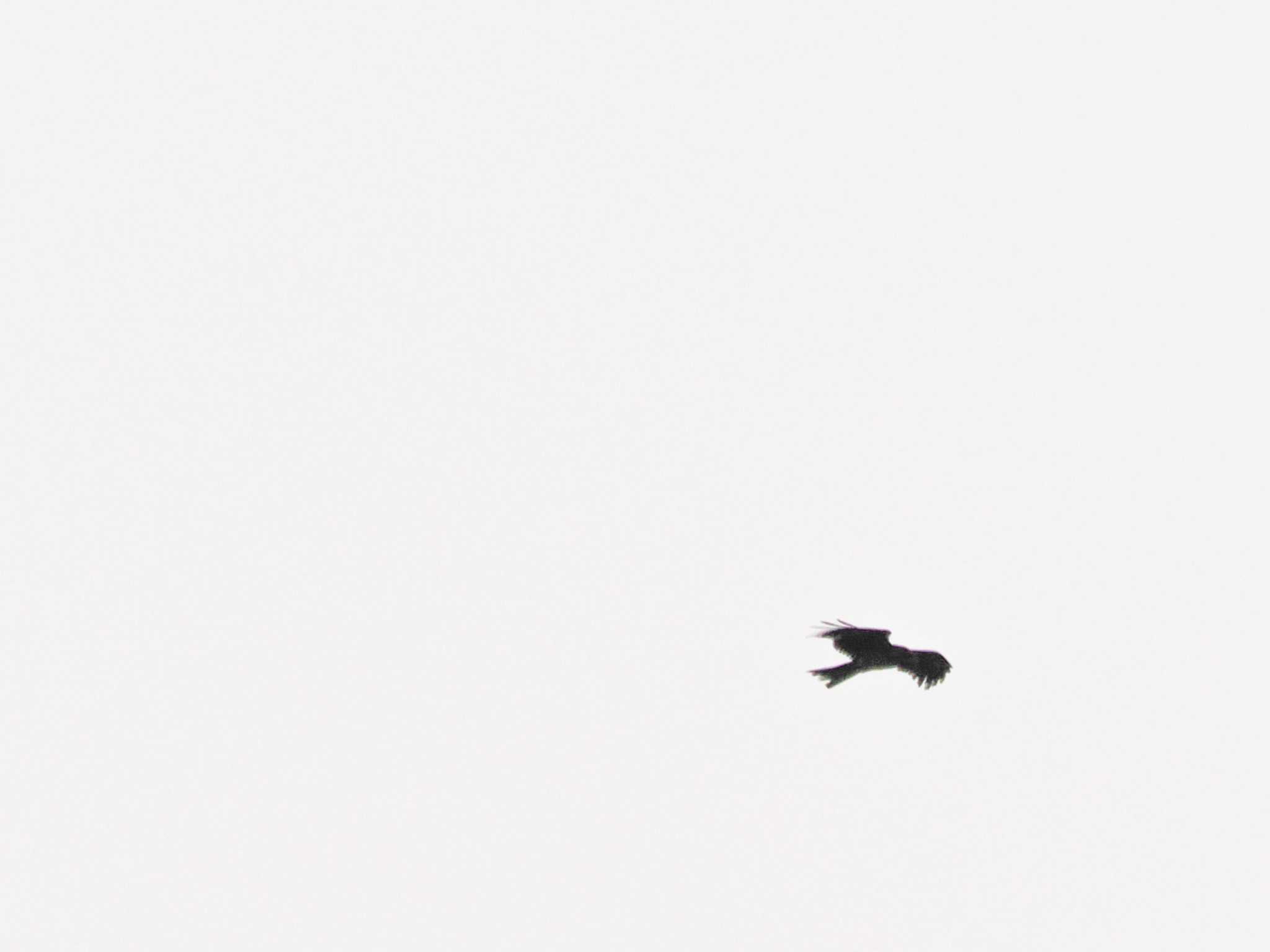 Photo of Black Kite at Hama-rikyu Gardens by 98_Ark (98ｱｰｸ)