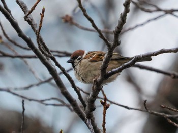 Eurasian Tree Sparrow Hama-rikyu Gardens Sat, 3/16/2024