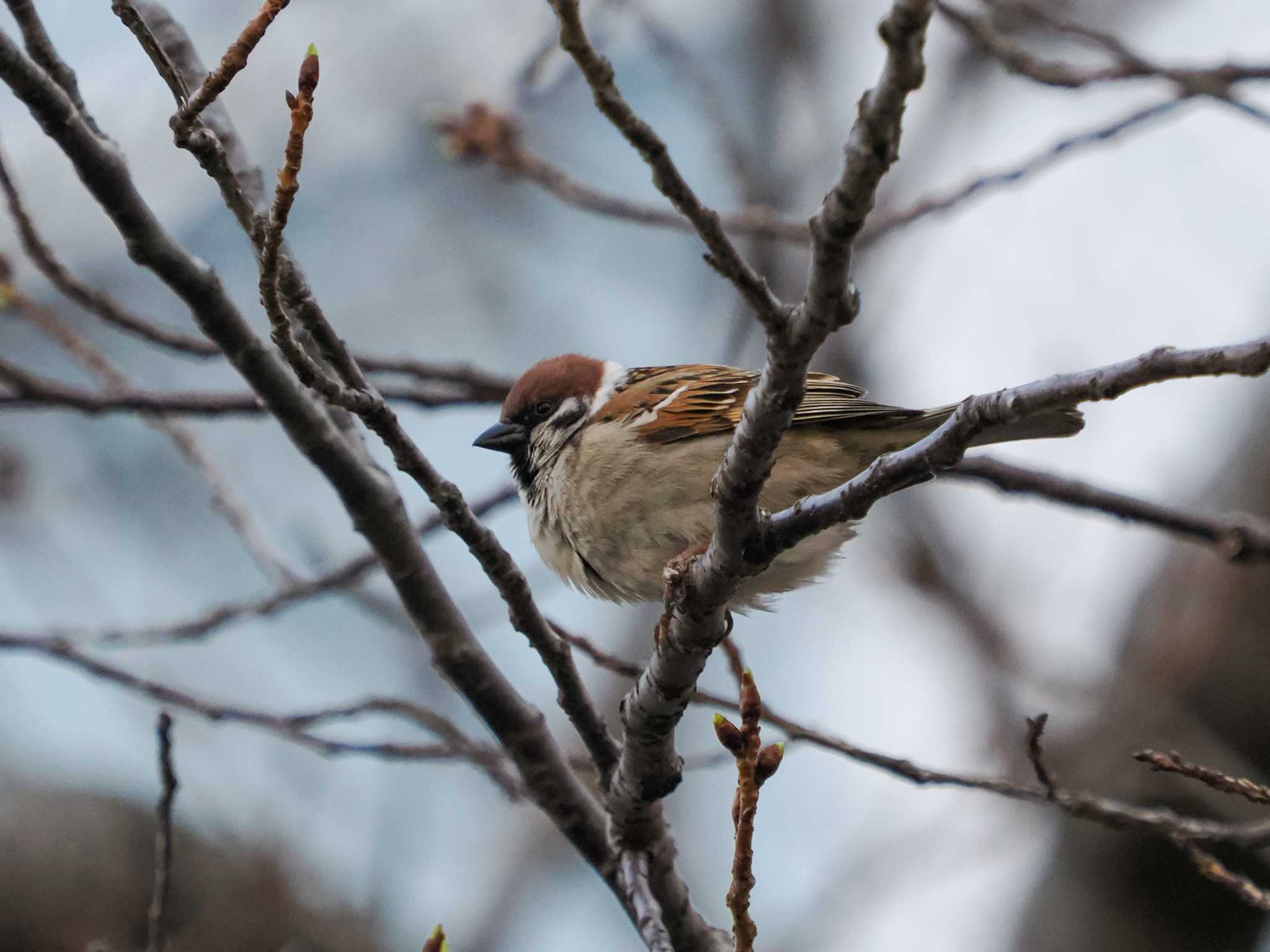 Eurasian Tree Sparrow