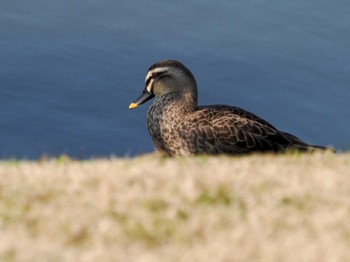 カルガモ 浜離宮恩賜庭園 2024年3月16日(土)