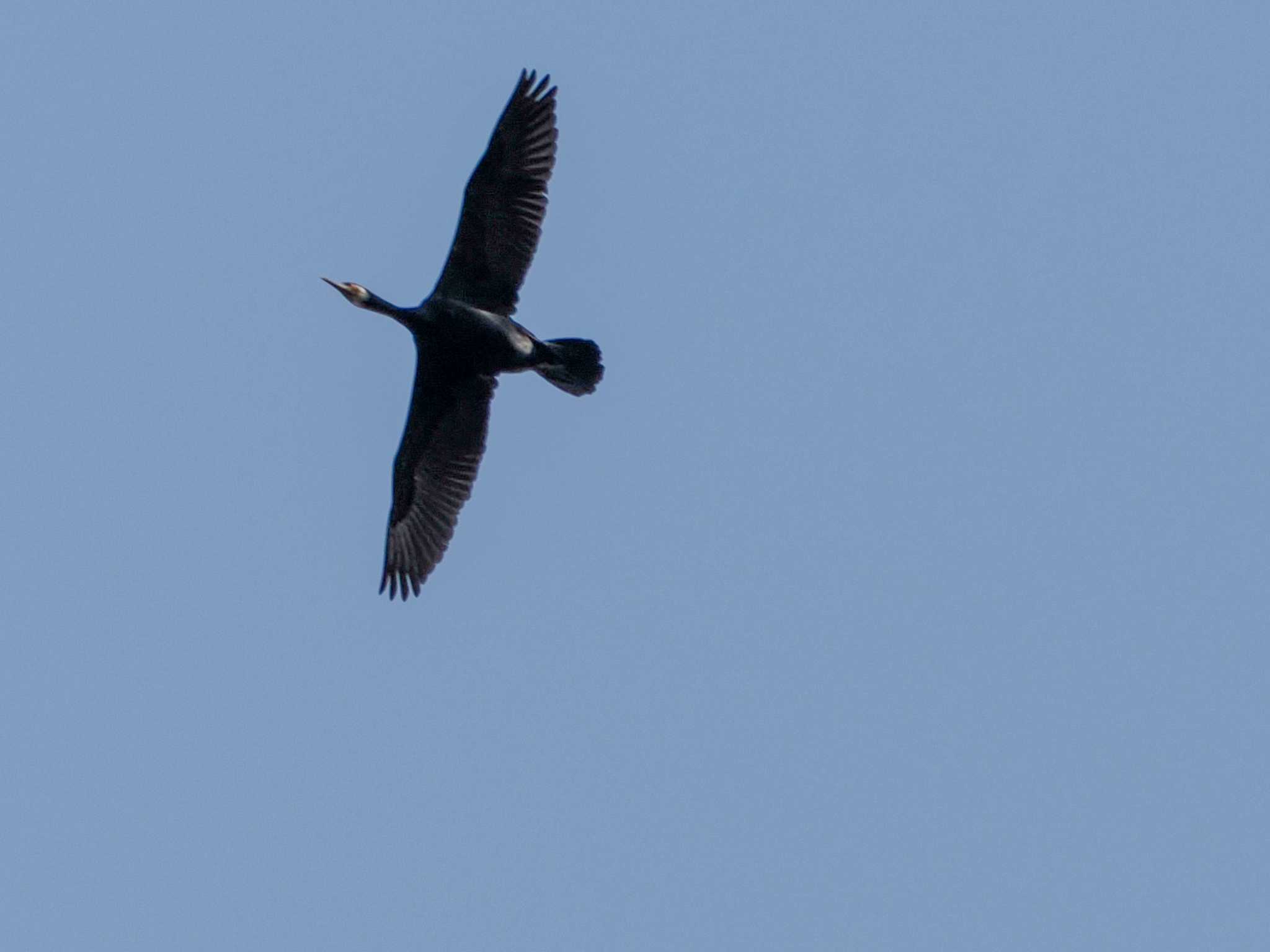 Great Cormorant