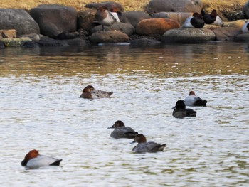 Common Pochard Hama-rikyu Gardens Sat, 3/16/2024