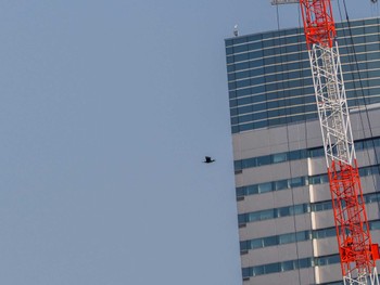 Great Cormorant Hama-rikyu Gardens Sat, 3/16/2024