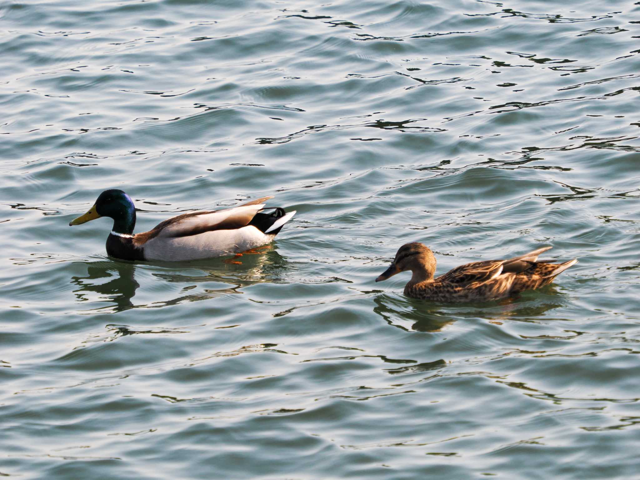 Photo of Mallard at Hama-rikyu Gardens by 98_Ark (98ｱｰｸ)