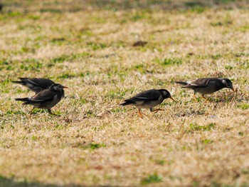 White-cheeked Starling Hama-rikyu Gardens Sat, 3/16/2024