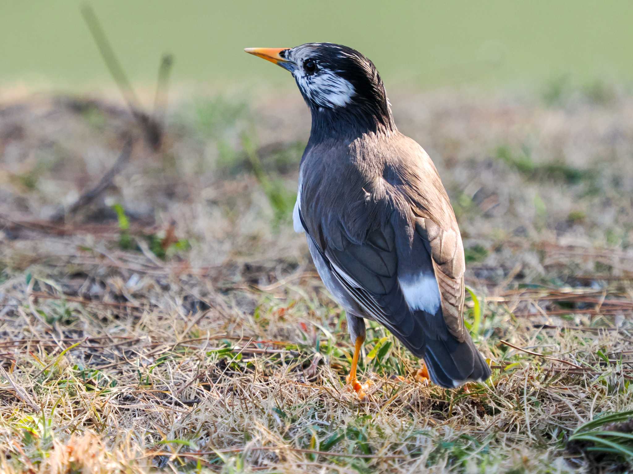 Photo of White-cheeked Starling at Hama-rikyu Gardens by 98_Ark (98ｱｰｸ)