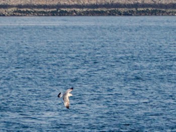 Vega Gull 竹芝客船ターミナル(東京都港区) Sun, 3/17/2024