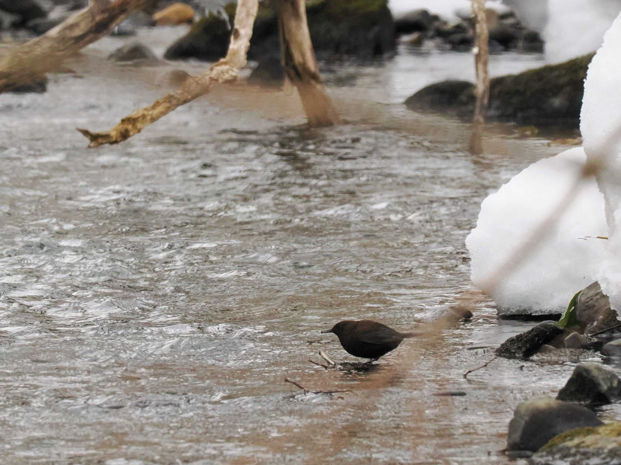 Photo of Brown Dipper at 左股川緑地(札幌市西区) by 98_Ark (98ｱｰｸ)