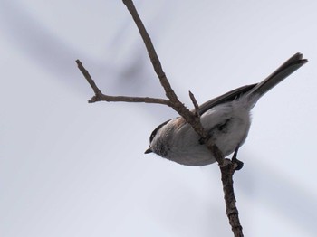 Eurasian Nuthatch(asiatica) 左股川緑地(札幌市西区) Sun, 3/17/2024