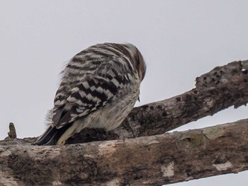 Japanese Pygmy Woodpecker(seebohmi) 宮城沢林道(札幌市西区) Sun, 3/17/2024